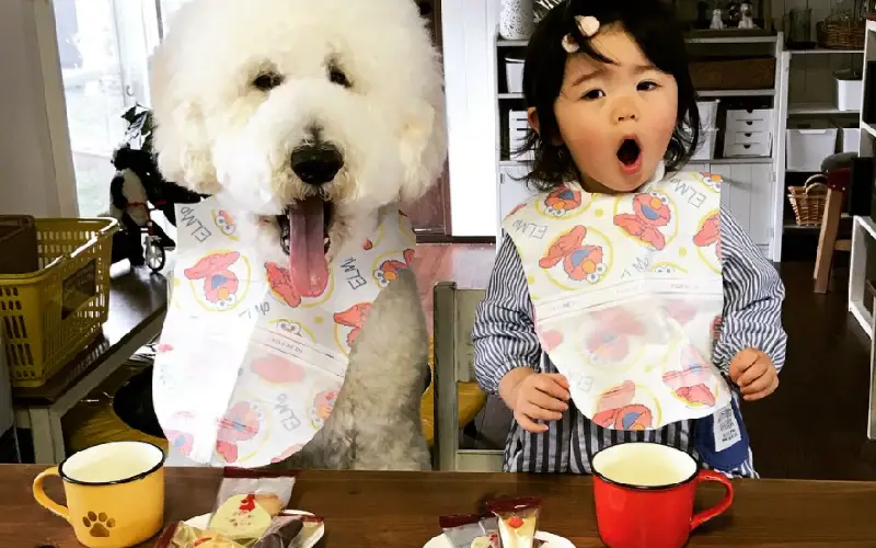 A amizade entre uma garotinha e um poodle gigante tornará seu dia mais feliz amizade-entre-uma-garotinha-e-um-poodle