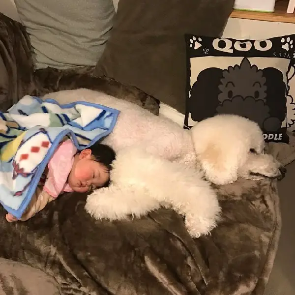 A amizade entre uma garotinha e um poodle gigante tornará seu dia mais feliz amizade-entre-uma-garotinha-e-um-poodle
