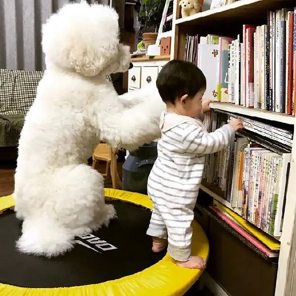 A amizade entre uma garotinha e um poodle gigante tornará seu dia mais feliz amizade-entre-uma-garotinha-e-um-poodle