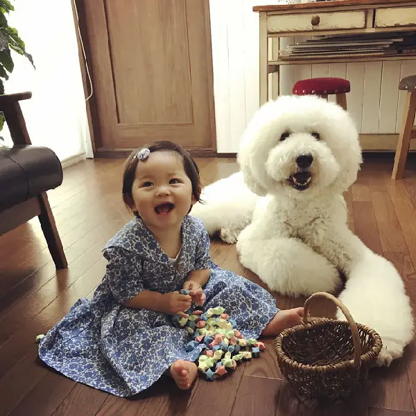 A amizade entre uma garotinha e um poodle gigante tornará seu dia mais feliz amizade-entre-uma-garotinha-e-um-poodle