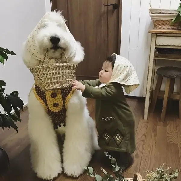 A amizade entre uma garotinha e um poodle gigante tornará seu dia mais feliz amizade-entre-uma-garotinha-e-um-poodle