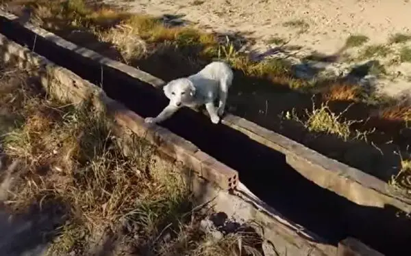 Cachorra abandonada em estrada é salva por atleta cachorra-abandonada-em-estrada-e-salva-por-atleta