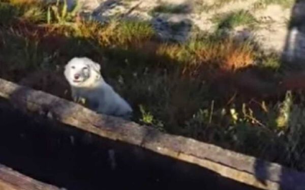 Cachorra abandonada em estrada é salva por atleta cachorra-abandonada-em-estrada-e-salva-por-atleta