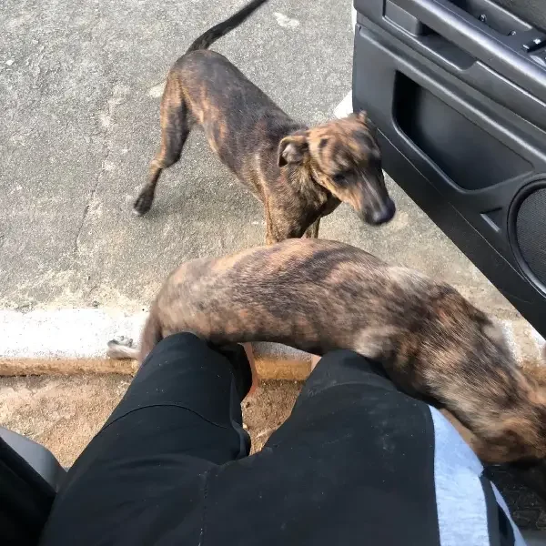 Cachorra foge de casa e volta com “irmão gêmeo” cachorra-foge-de-casa-e-volta-com-irmao-gemeo