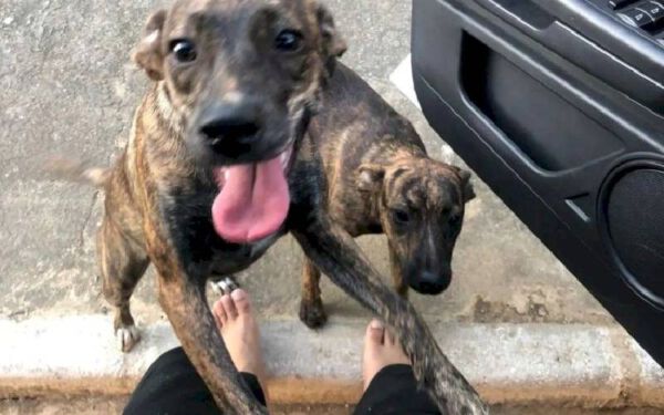 Cachorra foge de casa e volta com “irmão gêmeo” cachorra-foge-de-casa-e-volta-com-irmao-gemeo