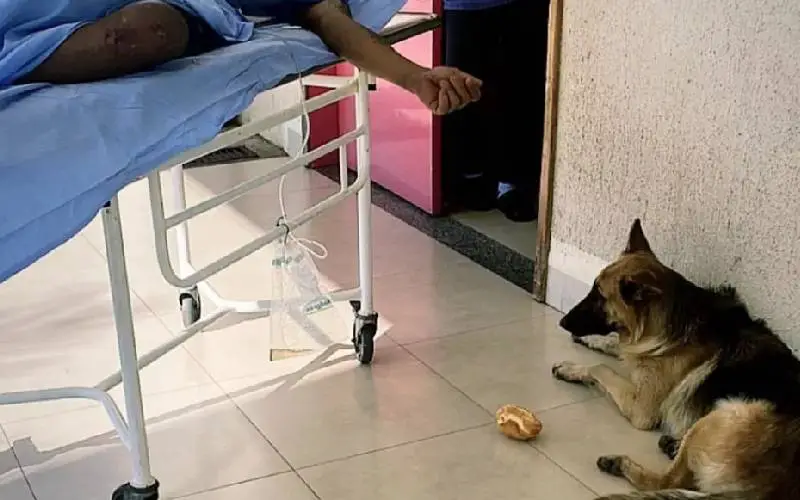 Cachorro acompanha ambulância que transportava seu tutor até a unidade médica Cachorro acompanha ambulância que transportava seu tutor até a unidade médica
