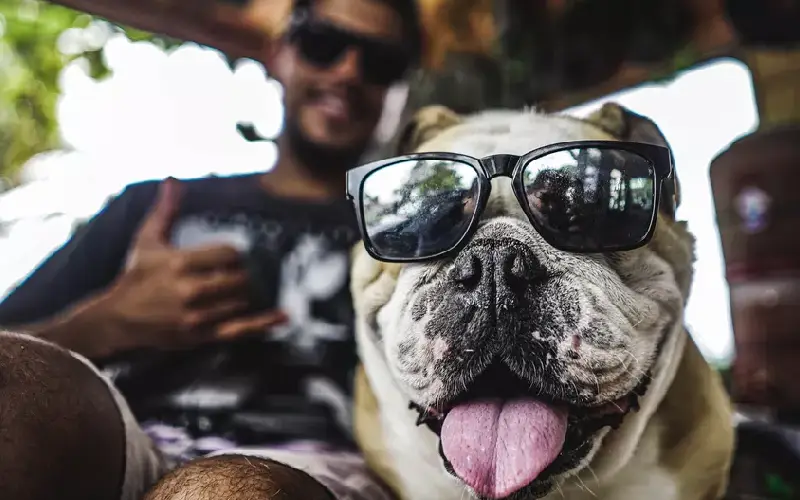 Cachorro catarinense com doença crônica viaja pelo mundo com o tutor cachorro-catarinense-viaja-pelo-mundo-com-o-tutor