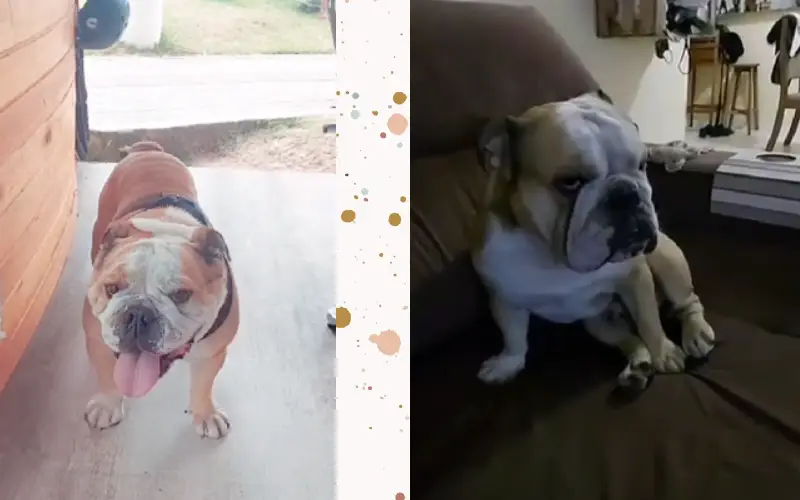Cachorro catarinense com doença crônica viaja pelo mundo com o tutor cachorro-catarinense-viaja-pelo-mundo-com-o-tutor