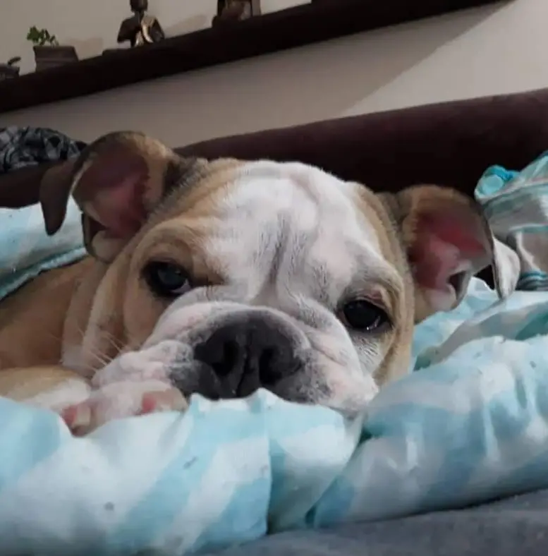 Cachorro catarinense com doença crônica viaja pelo mundo com o tutor cachorro-catarinense-viaja-pelo-mundo-com-o-tutor
