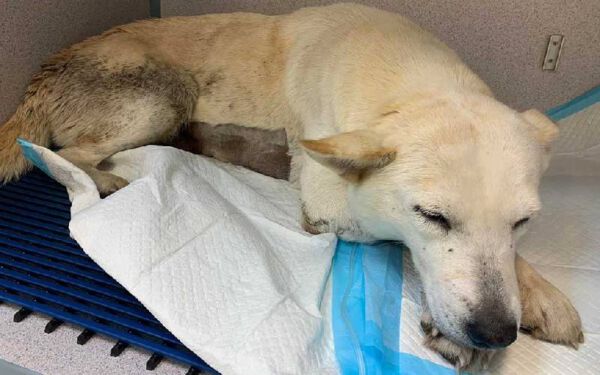 Cachorro de rua se recusa a deixar sua amiga ferida até que sejam resgatados juntos cachorro-de-rua-defende-a-amiga-ferida