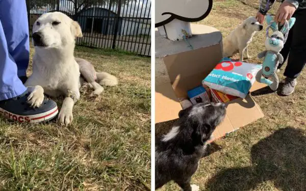 Cachorro de rua se recusa a deixar sua amiga ferida até que sejam resgatados juntos cachorro-de-rua-defende-a-amiga-ferida