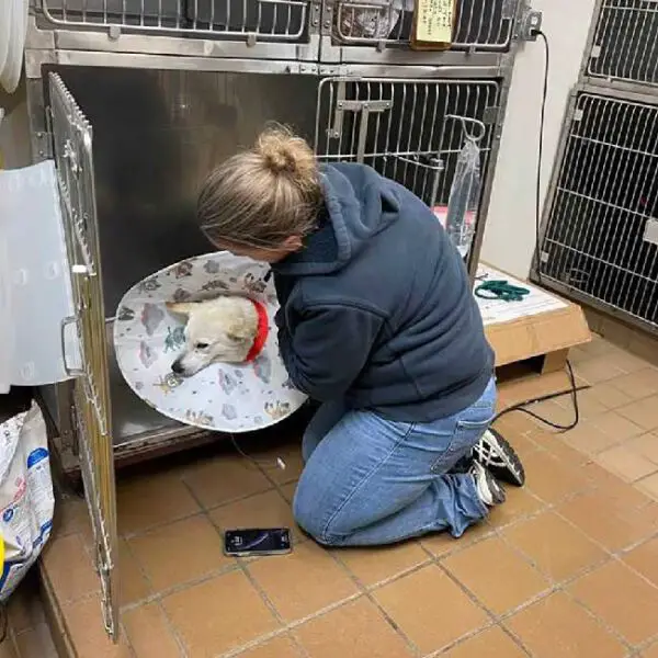 Cachorro de rua se recusa a deixar sua amiga ferida até que sejam resgatados juntos cachorro-de-rua-defende-a-amiga-ferida