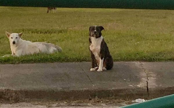 Cachorro de rua se recusa a deixar sua amiga ferida até que sejam resgatados juntos cachorro-de-rua-defende-a-amiga-ferida