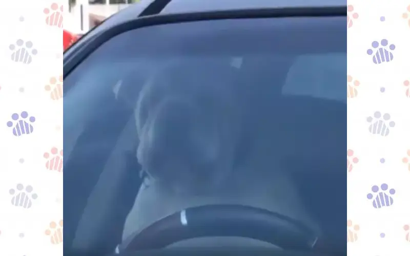 Impaciente, cachorro dispara a buzina para apressar sua tutora cachorro-dispara-a-buzina-para-chamar-a-atencao-da-tutora