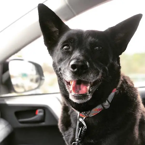 Cachorro fica muito feliz depois de doar sangue e ajudar a salvar vidas cachorro-doa-sangue-e-ajuda-a-salvar-vidas