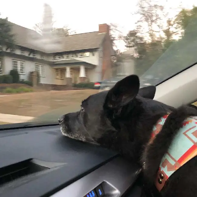 Cachorro fica muito feliz depois de doar sangue e ajudar a salvar vidas cachorro-doa-sangue-e-ajuda-a-salvar-vidas