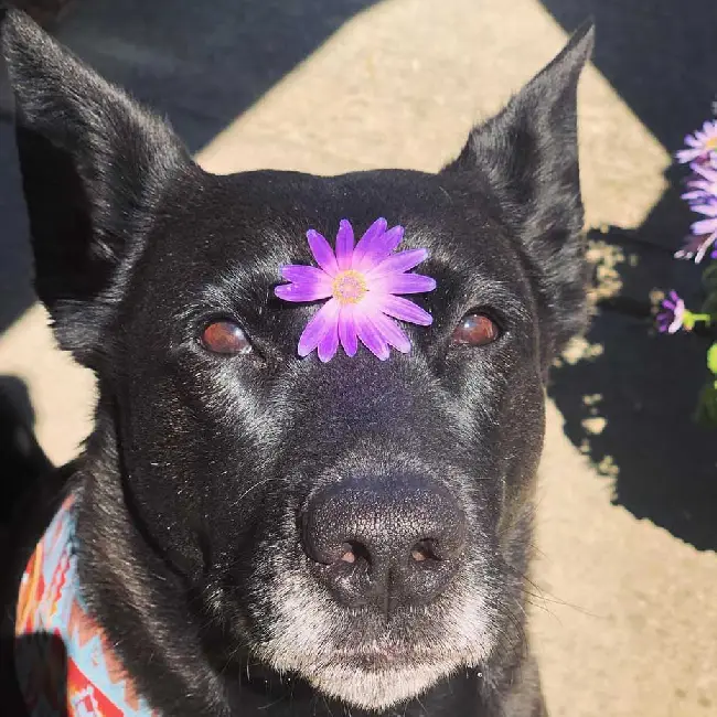 Cachorro fica muito feliz depois de doar sangue e ajudar a salvar vidas cachorro-doa-sangue-e-ajuda-a-salvar-vidas