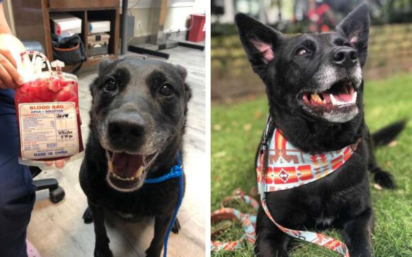 Cachorro fica muito feliz depois de doar sangue e ajudar a salvar vidas cachorro-doa-sangue-e-ajuda-a-salvar-vidas