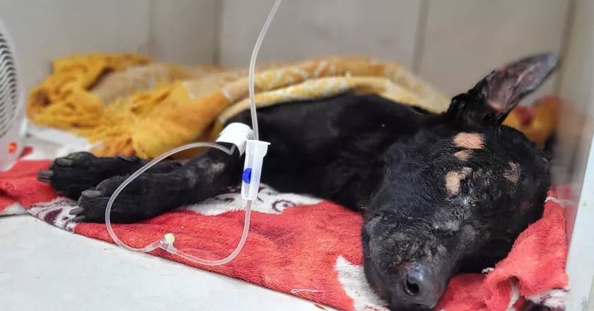 Cachorro enterrado vivo é resgatado por ONG cachorro-enterrado-vivo-e-resgatado