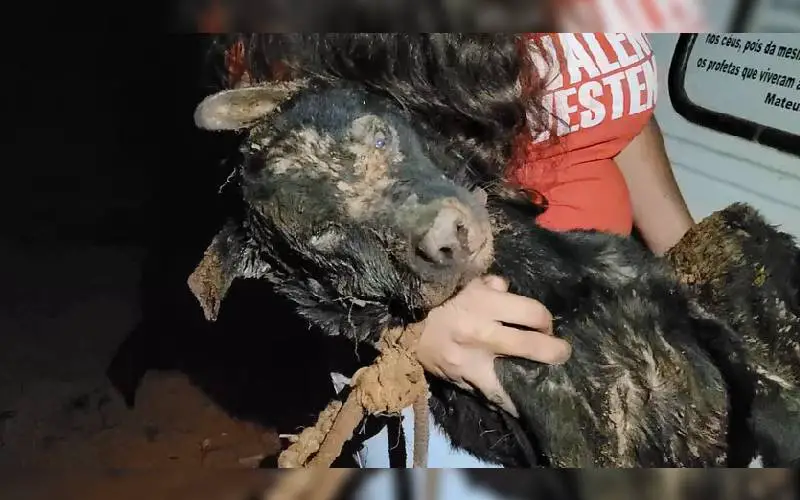 Cachorro enterrado vivo é resgatado por ONG cachorro-enterrado-vivo-e-resgatado
