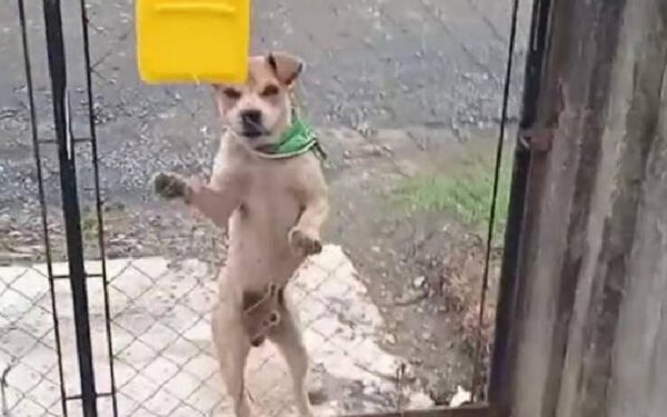 Cachorro segue mulher e insiste até ser adotado; veja vídeo cachorro-escolhe-uma-nova-tutora