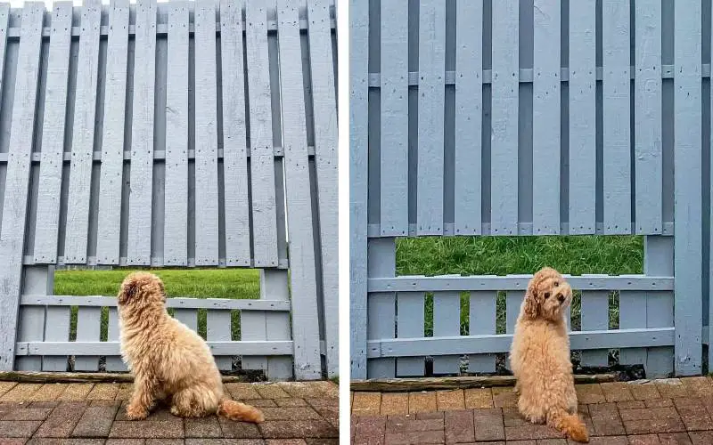cachorro-ganha-uma-janela-na-cerca-de-casa