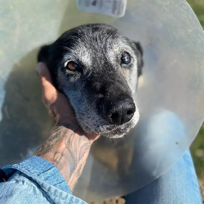 Homem adota cachorro de 16 anos e garante que serão seus melhores últimos dias cachorro-idoso-renasce-ao-ser-adotado
