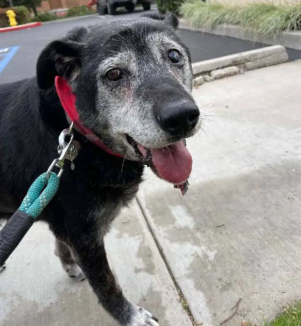 Homem adota cachorro de 16 anos e garante que serão seus melhores últimos dias cachorro-idoso-renasce-ao-ser-adotado