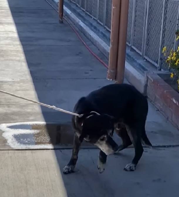 Homem adota cachorro de 16 anos e garante que serão seus melhores últimos dias cachorro-idoso-renasce-ao-ser-adotado