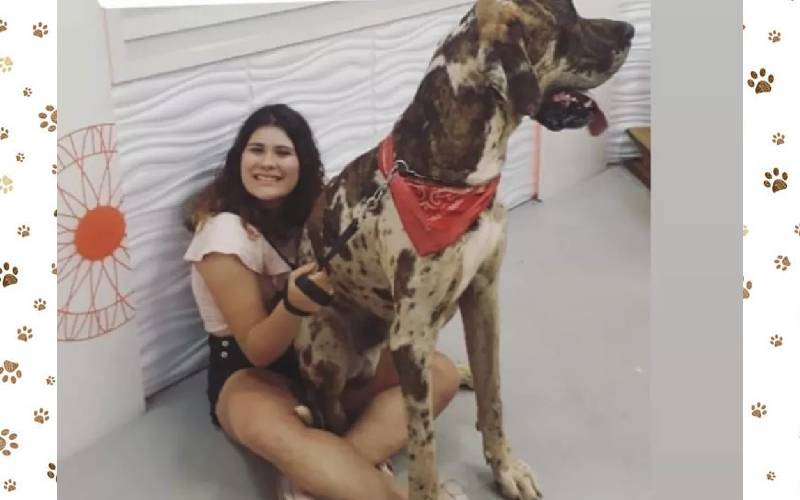 Cachorro no Brasil pode ganhar o título de maior do mundo cachorro-maior-que-Zeus-faz-sucesso-no-interior-paulista