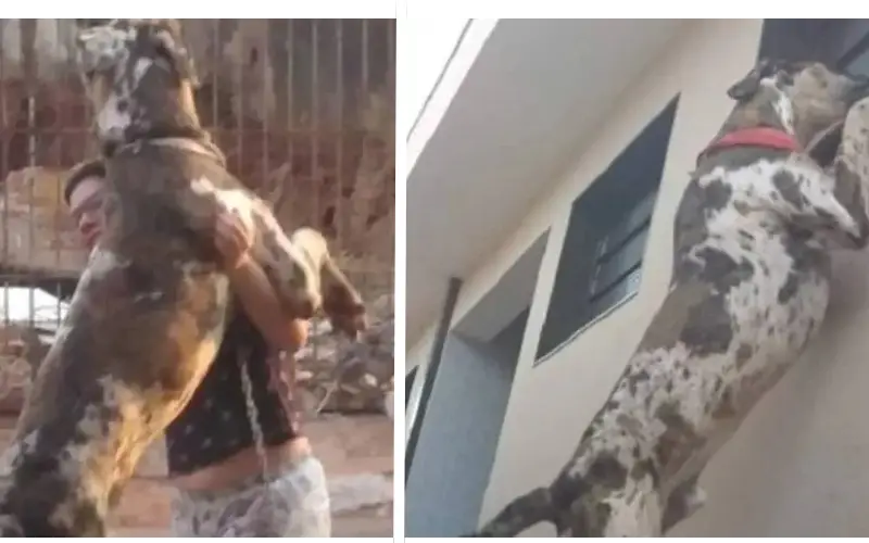 Cachorro no Brasil pode ganhar o título de maior do mundo cachorro-maior-que-Zeus-faz-sucesso-no-interior-paulista