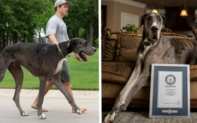 Cachorro no Brasil pode ganhar o título de maior do mundo cachorro-maior-que-Zeus-faz-sucesso-no-interior-paulista