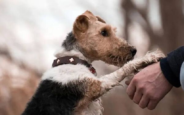 Cachorro mancando: o que pode ser? O que fazer?