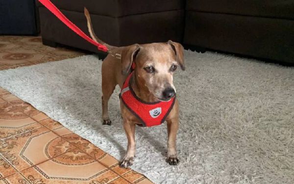 Cachorro salva casal de idosos em incêndio cachorro-salva-casal-de-idosos-em-incendio