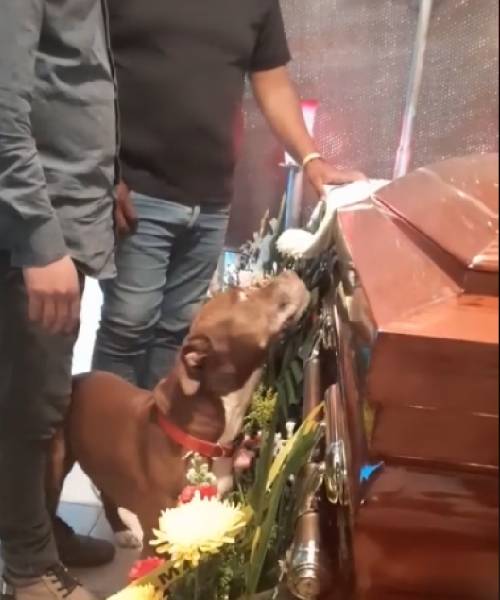 A comovente despedida de um cachorro no funeral de sua tutora cachorro-se-despede-da-tutora-em-funeral