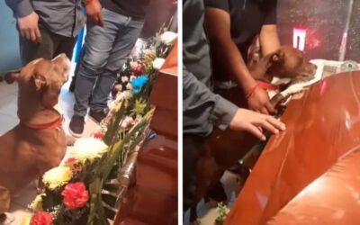 A comovente despedida de um cachorro no funeral de sua tutora