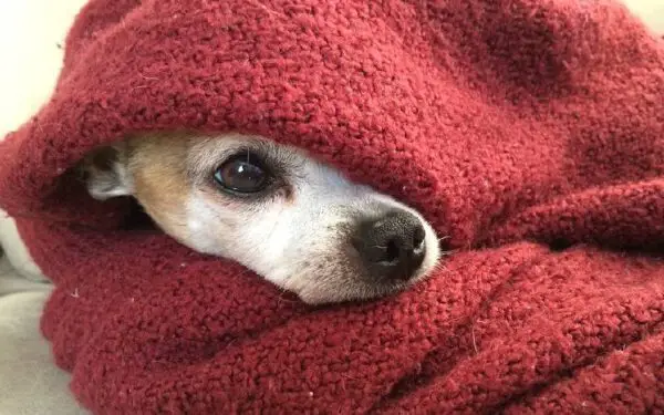 Cachorro sente frio? Saiba como proteger seu cão no inverno