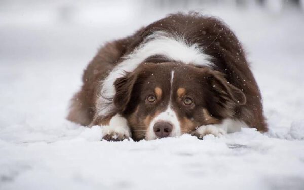 Cachorro sente frio? Saiba como proteger seu cão no inverno