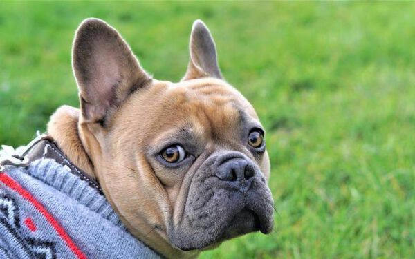 Cachorro sente frio? Saiba como proteger seu cão no inverno