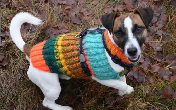 Cachorro sente frio? Saiba como proteger seu cão no inverno