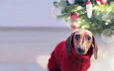 Cachorro sente frio? Saiba como proteger seu cão no inverno