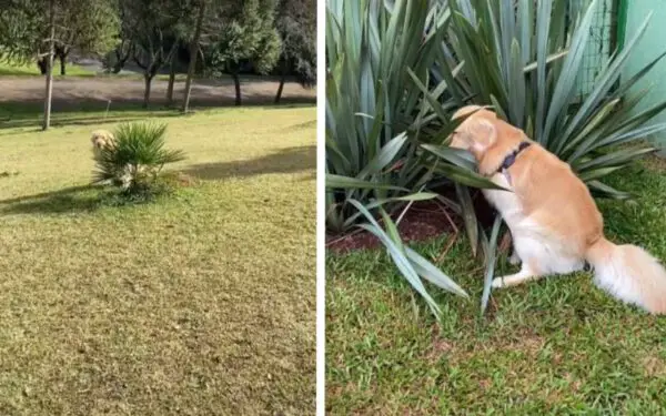 Cachorro tímido arrumou um jeito de só fazer cocô escondido Cachorro tímido arrumou um jeito de só fazer cocô escondido