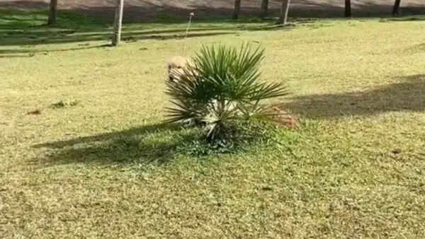 Cachorro tímido arrumou um jeito de só fazer cocô escondido Cachorro tímido arrumou um jeito de só fazer cocô escondido