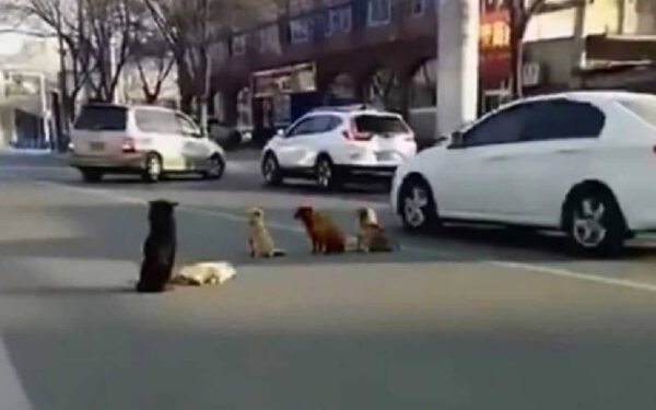 Cachorros param o trânsito para proteger amigo acidentado