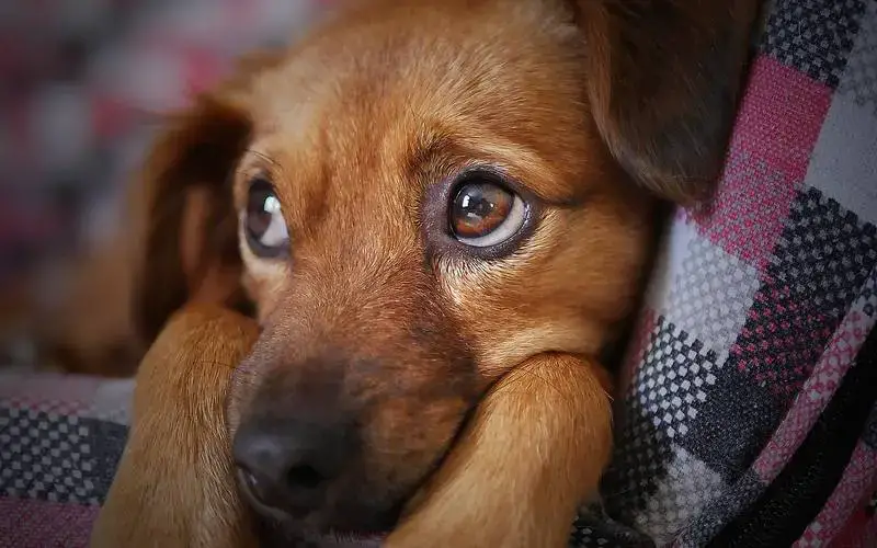 11 coisas que você faz e o seu cachorro odeia Coisas que você faz e o seu cachorro odeia