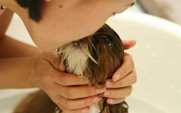 11 coisas que você faz e o seu cachorro odeia Coisas que você faz e o seu cachorro odeia