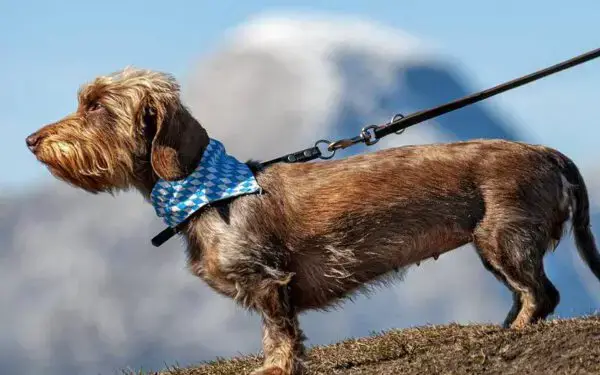 11 coisas que você faz e o seu cachorro odeia Coisas que você faz e o seu cachorro odeia