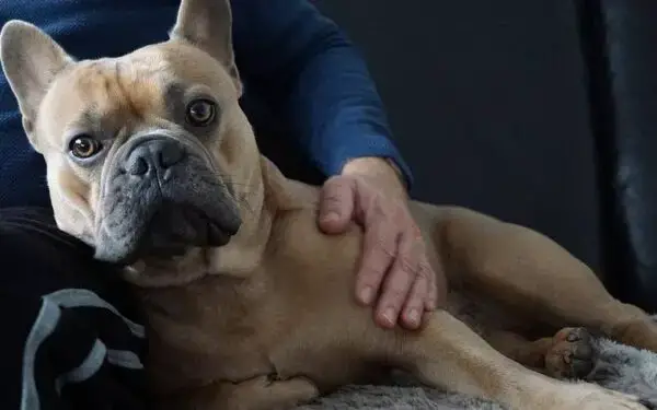 11 coisas que você faz e o seu cachorro odeia Coisas que você faz e o seu cachorro odeia