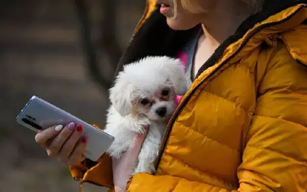 11 coisas que você faz e o seu cachorro odeia Coisas que você faz e o seu cachorro odeia