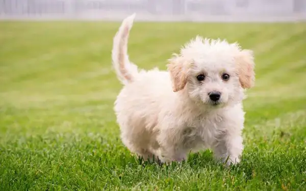 11 coisas que você faz e o seu cachorro odeia coisas que você faz e o seu cachorro odeia